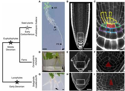 Early “Rootprints” of Plant Terrestrialization: Selaginella Root Development Sheds Light on Root Evolution in Vascular Plants